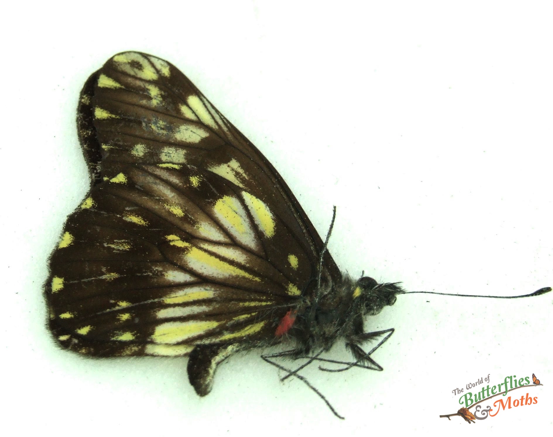 Catasticta nimbice Dartwhite MEXICO World of Butterflies and Moths