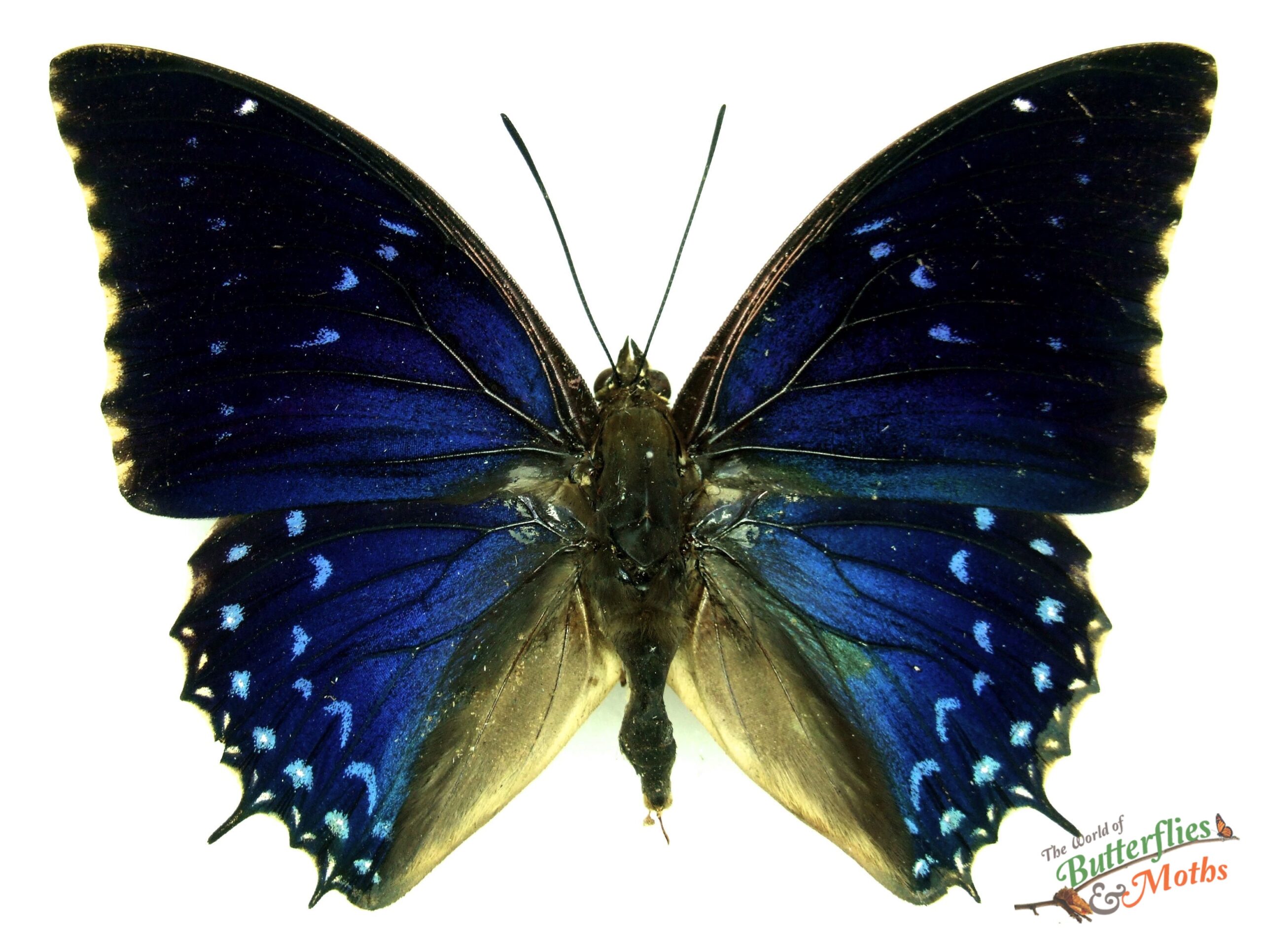 Charaxes tiridates Blue Charaxes AFRICA - World of Butterflies and Moths