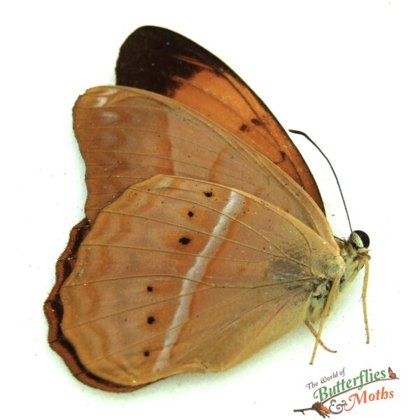 Cirrochroa emalea emalea Malaysia World of Butterflies and Moths 