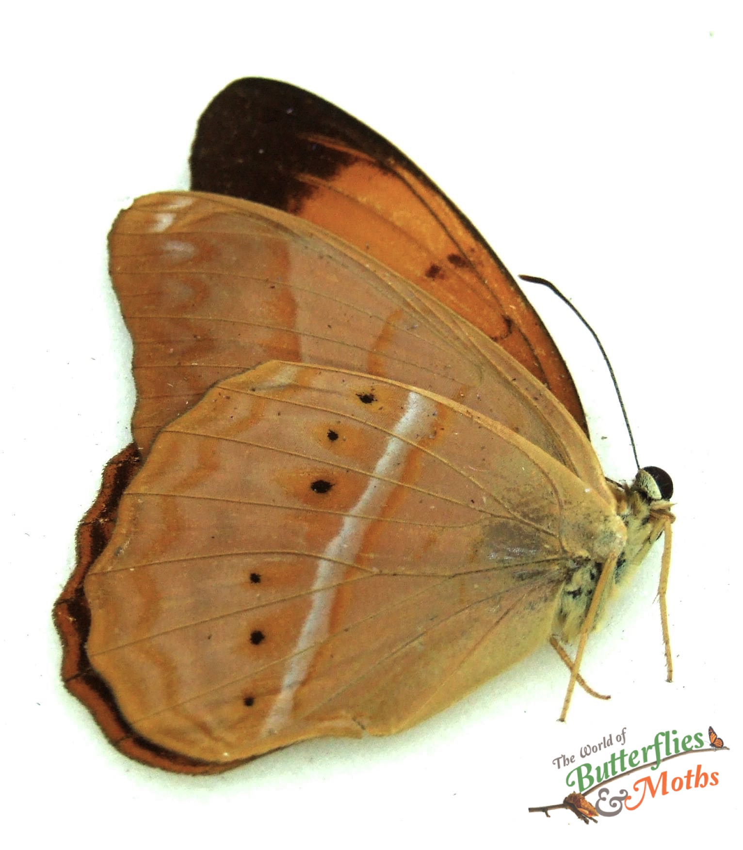 Cirrochroa emalea emalea Malaysia World of Butterflies and Moths 