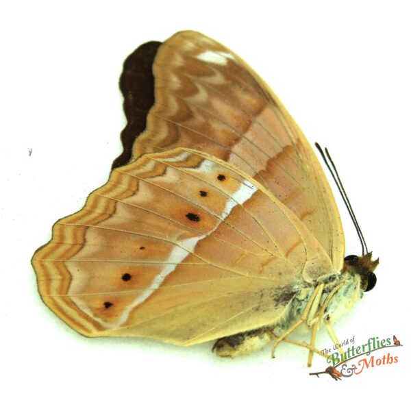 Cirrochroa malaya malaya Malaysia World of Butterflies and Moths 