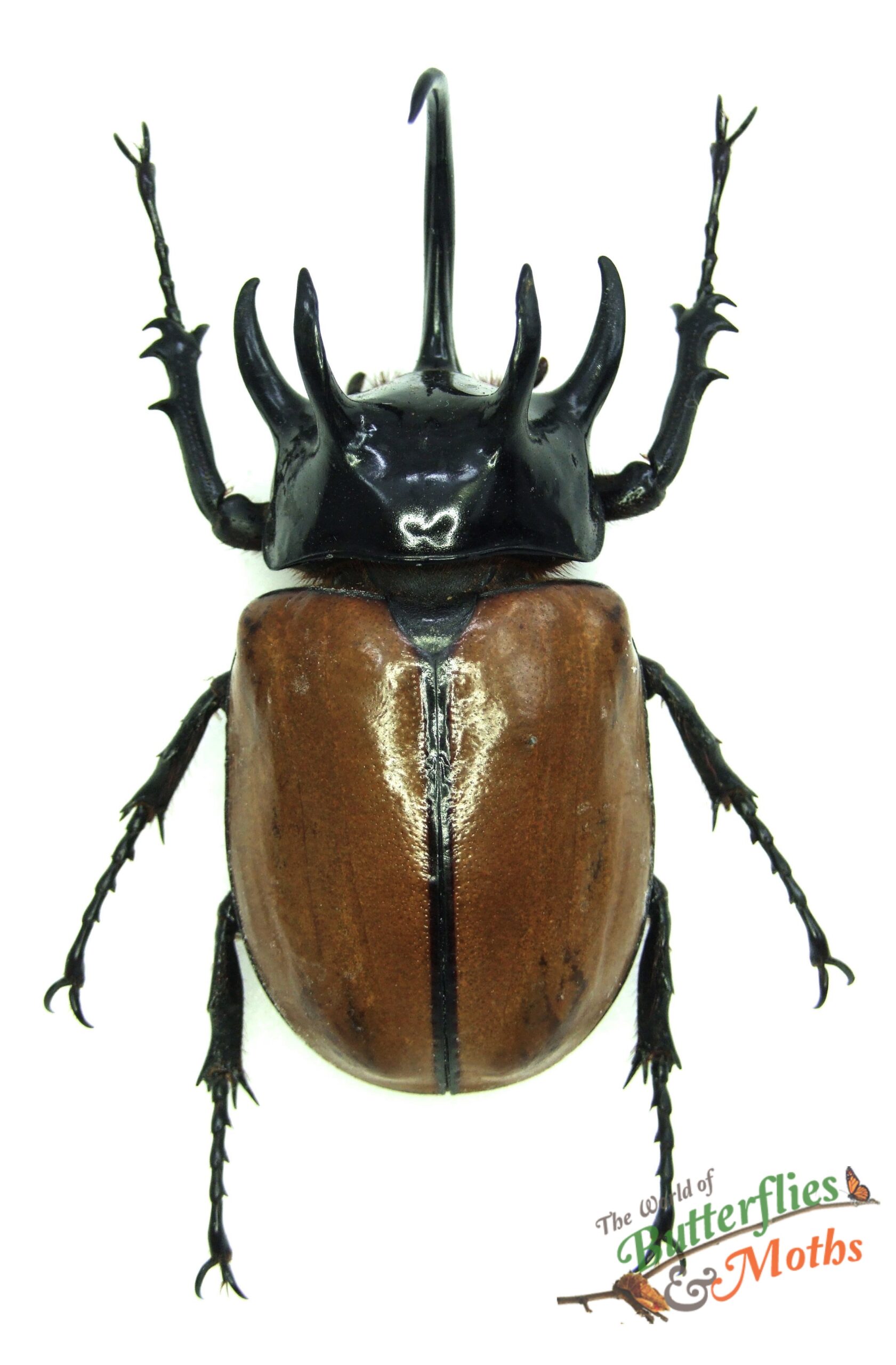 標本 15頭 Eupatorus gracilicornis ゴホンツノカブトムシ【早期終了