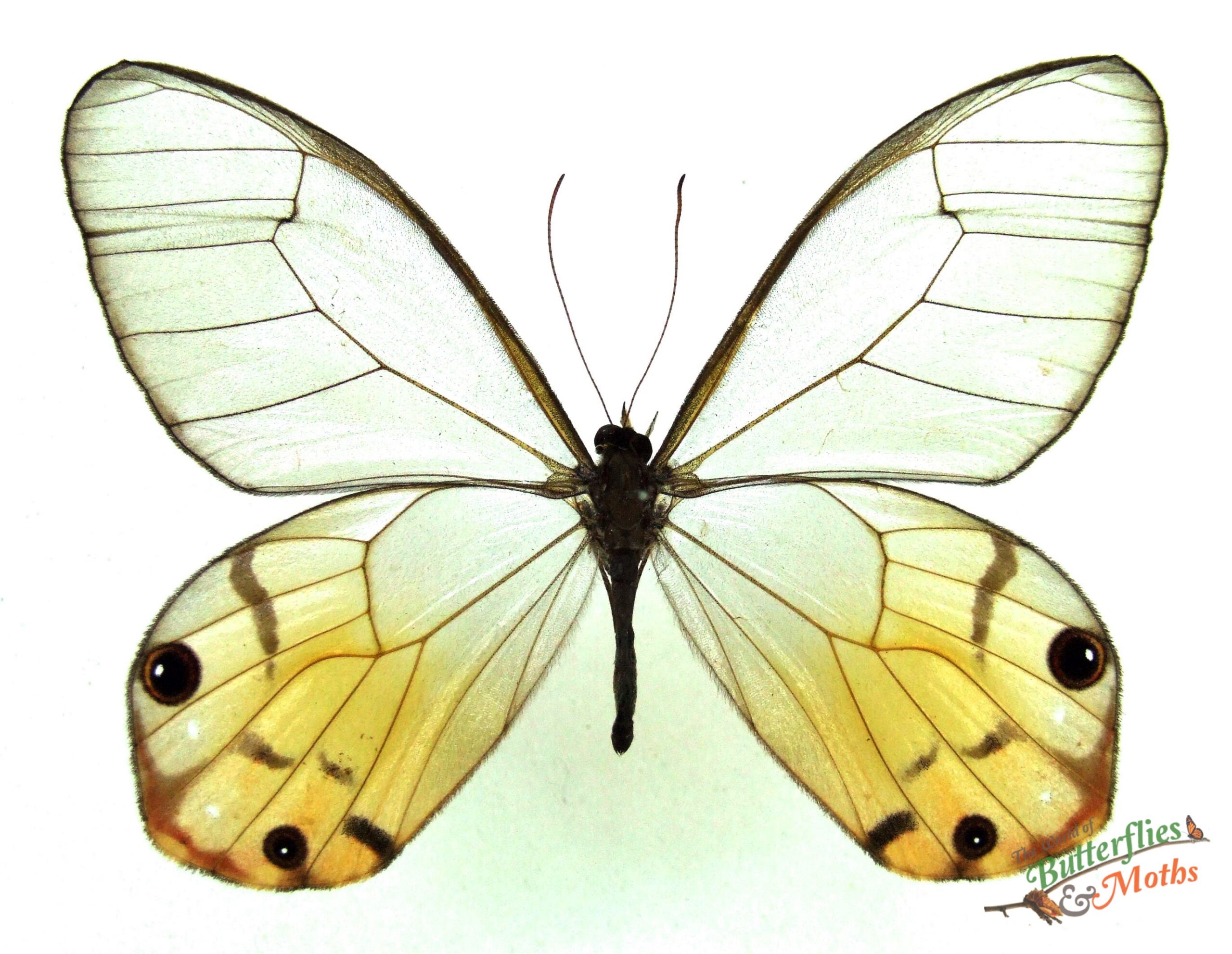 Haetera piera PERU World of Butterflies and Moths