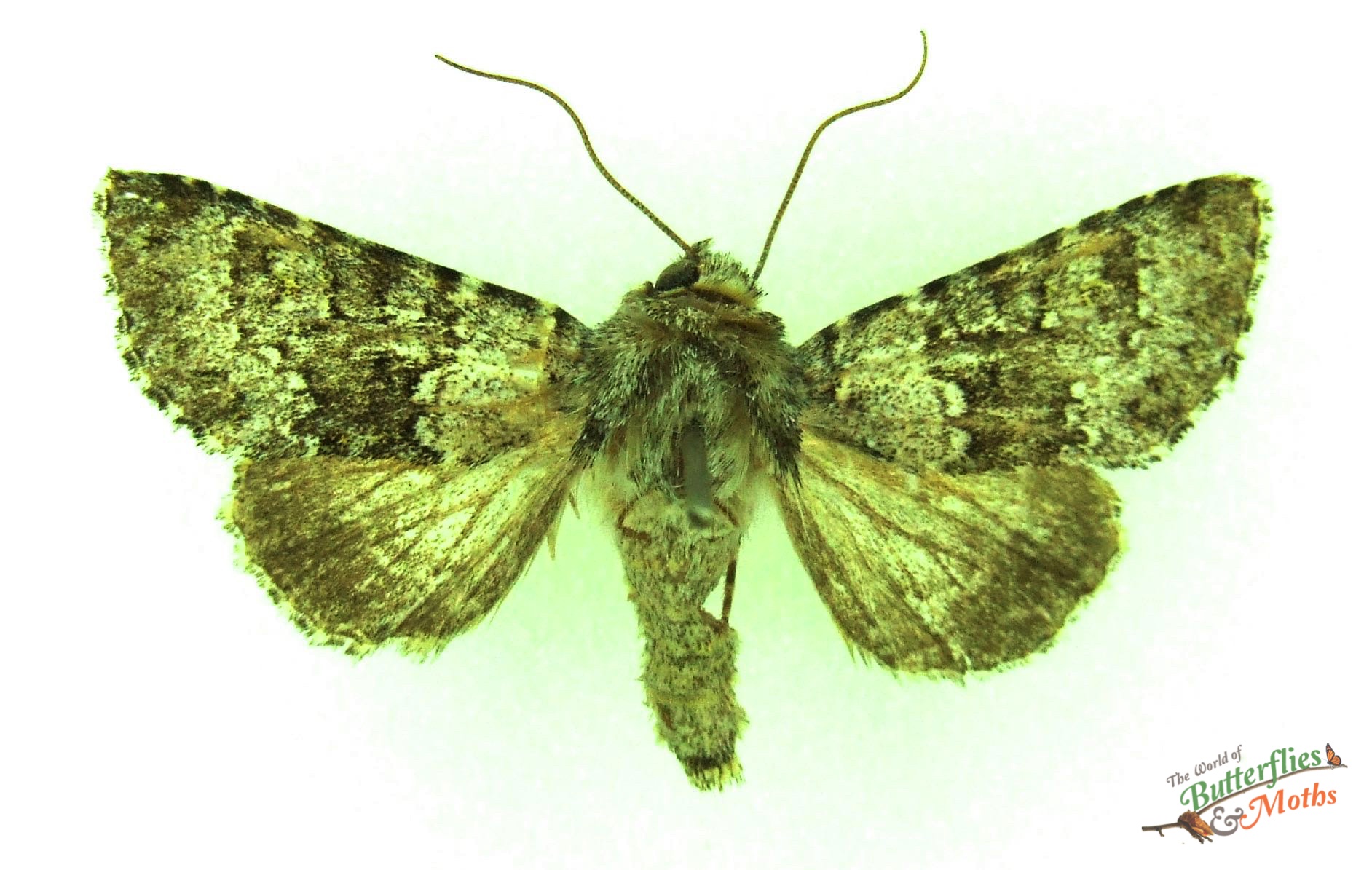 Hecatera dysodea SMALL RANUNCULUS - World of Butterflies and Moths