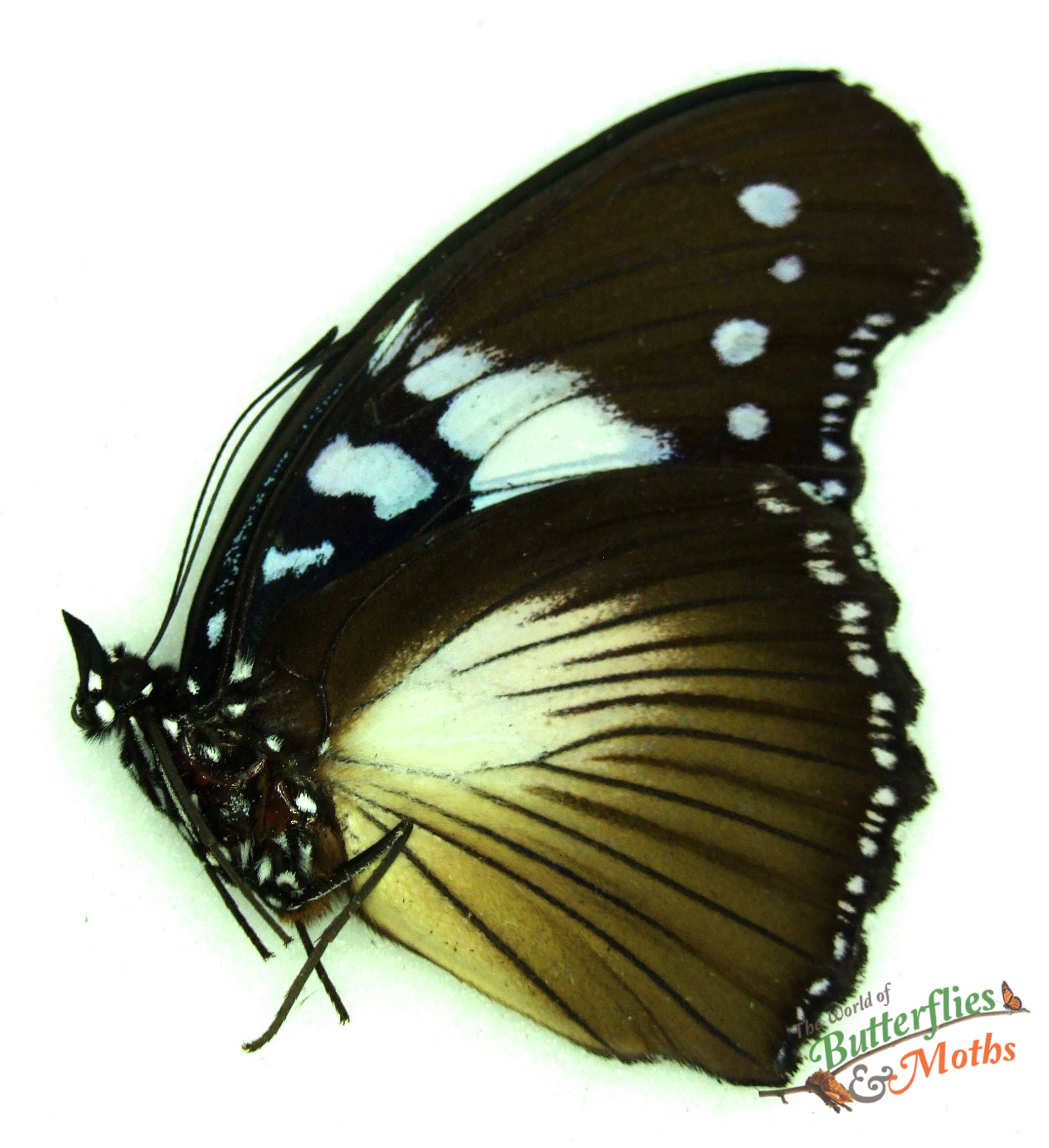 標本 Macrodontia flavipennis 61mm female BOLD Systems: Taxonomy Browser - Macrodontia {genus}