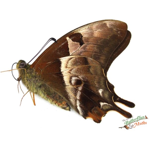 Parnassius nomion nomius CHINA (#01) - World of Butterflies and Moths