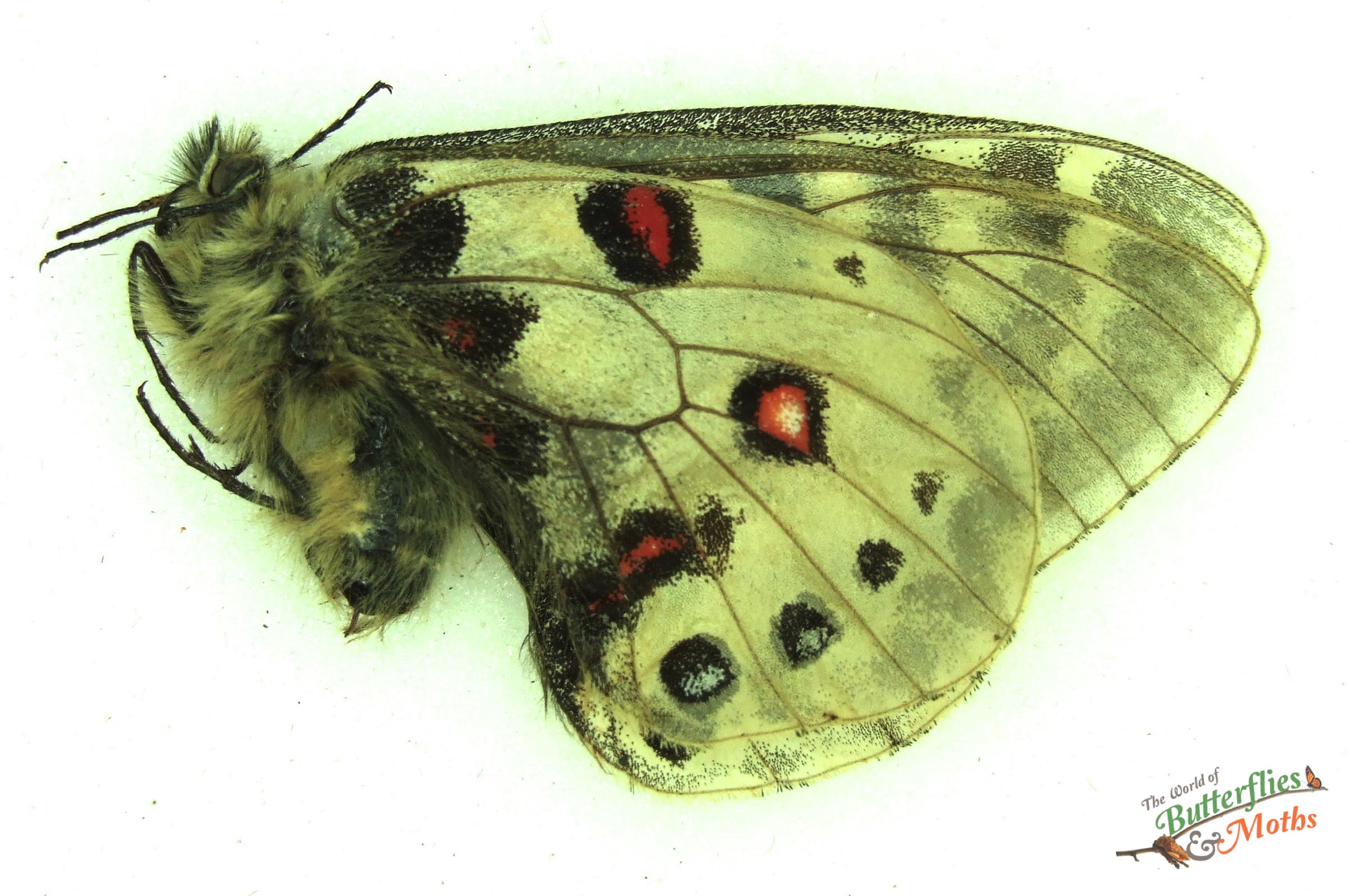 Parnassius Orleans Groumi China Male A 05 World Of Butterflies And Moths