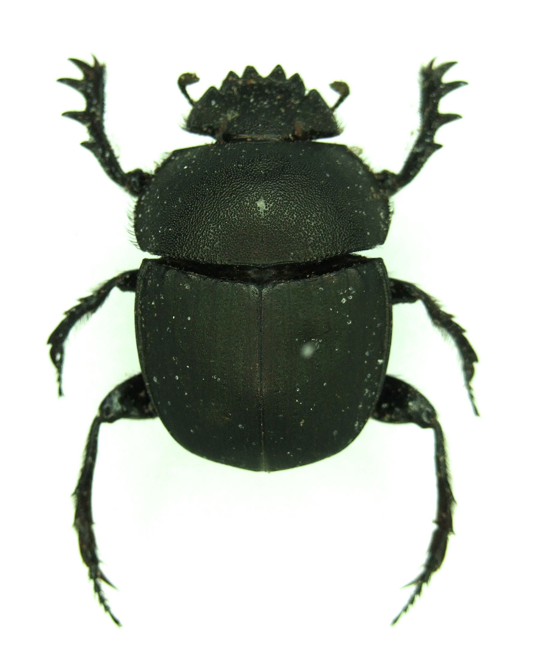 Scarabaeus Scarab Dung Beetle MADAGASCAR - World of Butterflies and Moths