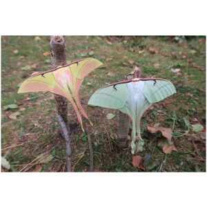 Actias rhodopneuma THAILAND - World of Butterflies and Moths