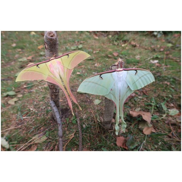 Actias rhodopneuma ♂♀ペア Actias rhodopneuma THAILAND - World of