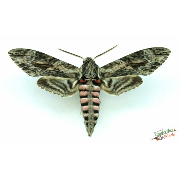 Agrias convolvuli CONVOLVULUS HAWK-MOTH World of Butterflies and