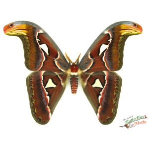 giant atlas moth