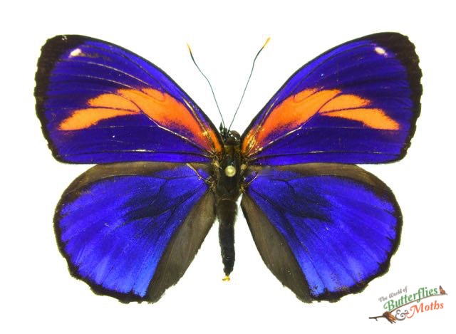 Callicore excelsior pastazza PERU - World of Butterflies and Moths