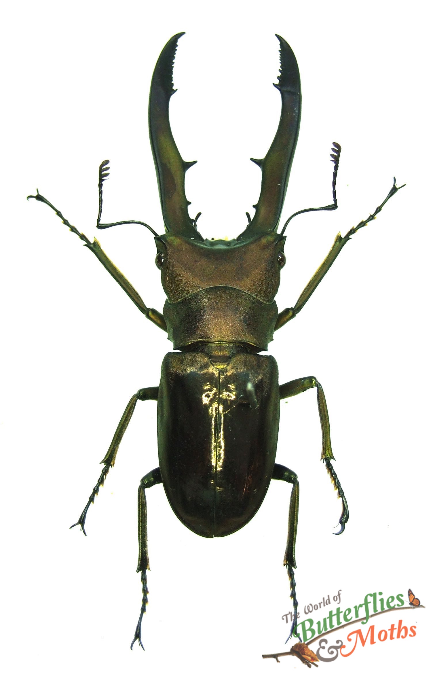 Cyclommatus metallifer INDONESIA World of Butterflies and Moths