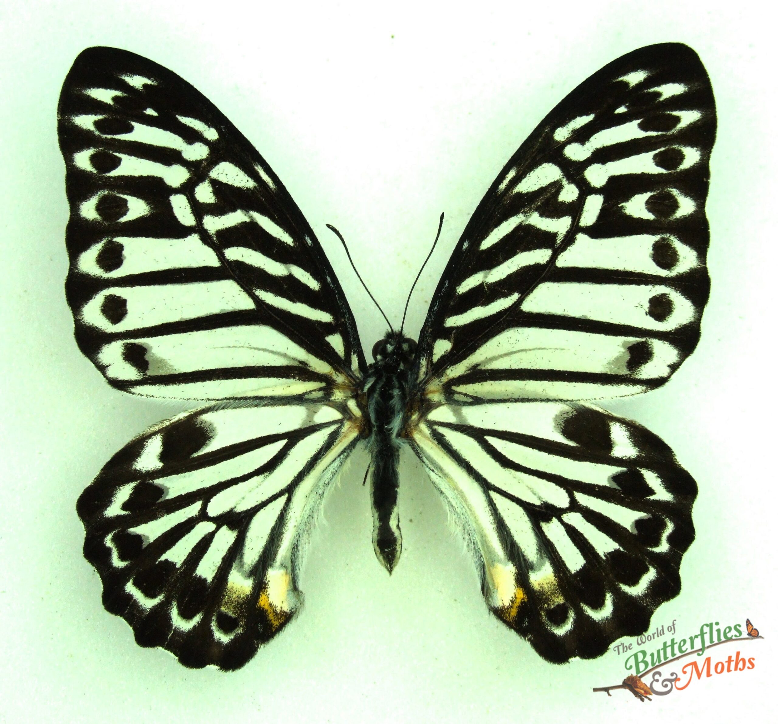 Graphium delessertii Zebra butterfly Philippines World of Butterflies