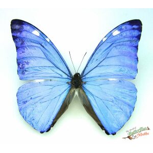 Morpho adonis PERU Male (A1-) - World of Butterflies and Moths