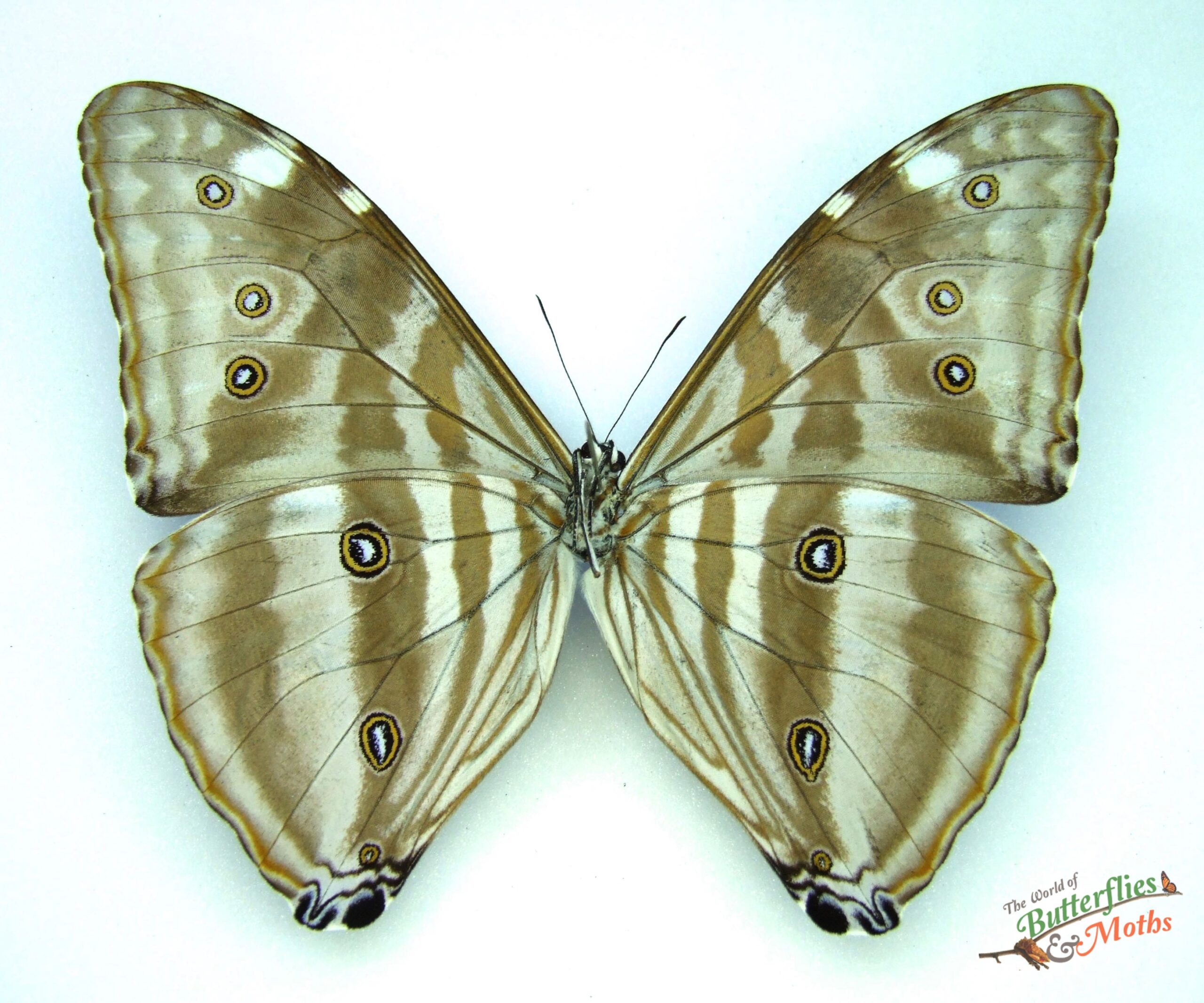 Morpho adonis PERU - World of Butterflies and Moths