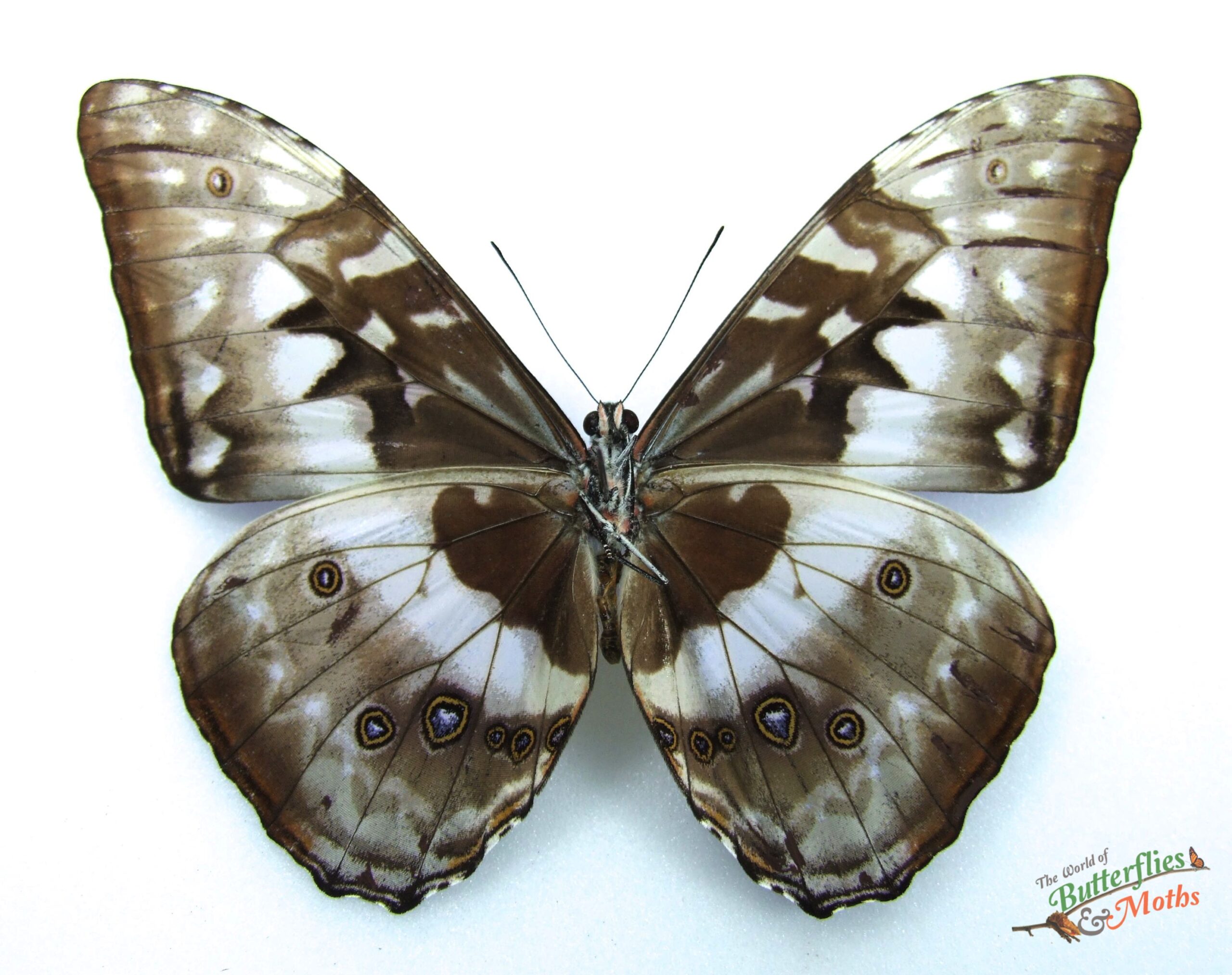 標本 Colombia Morpho cypris female 112mm BicBugs Morpho cypris blue white butterfly Colombia RARE (CIRS)