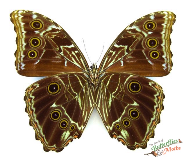 Morpho deidamia GUYANA - World of Butterflies and Moths