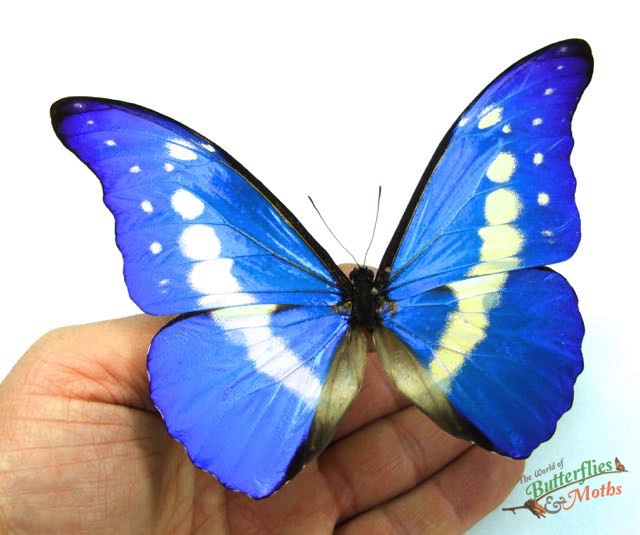 Morpho rhetenor helena PERU - World of Butterflies and Moths