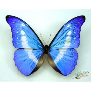 Morpho rhetenor helena PERU - World of Butterflies and Moths