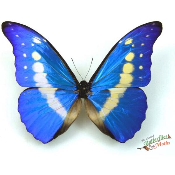 標本 Peru Morpho helena 143mm very big Morpho rhetenor helena PERU - World of Butterflies and Moths
