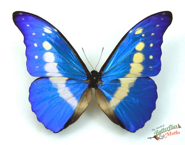 Morpho rhetenor helena PERU - World of Butterflies and Moths
