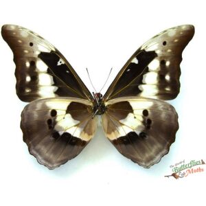Peru Morpho helena 134mm 標本 Peru Morpho helena 134mm Peru Morpho