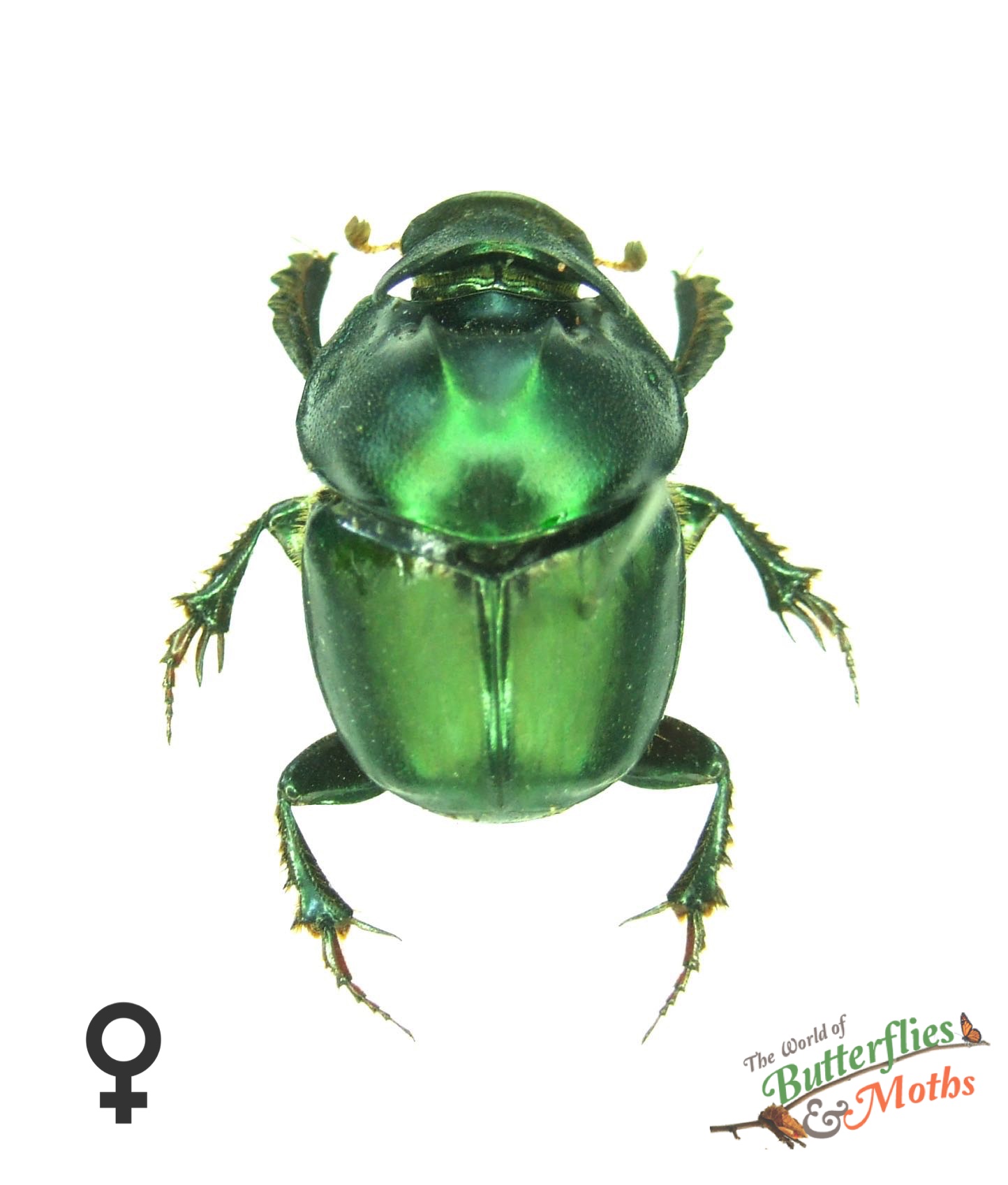 Onthophagus mouhoti THAILAND - World of Butterflies and Moths