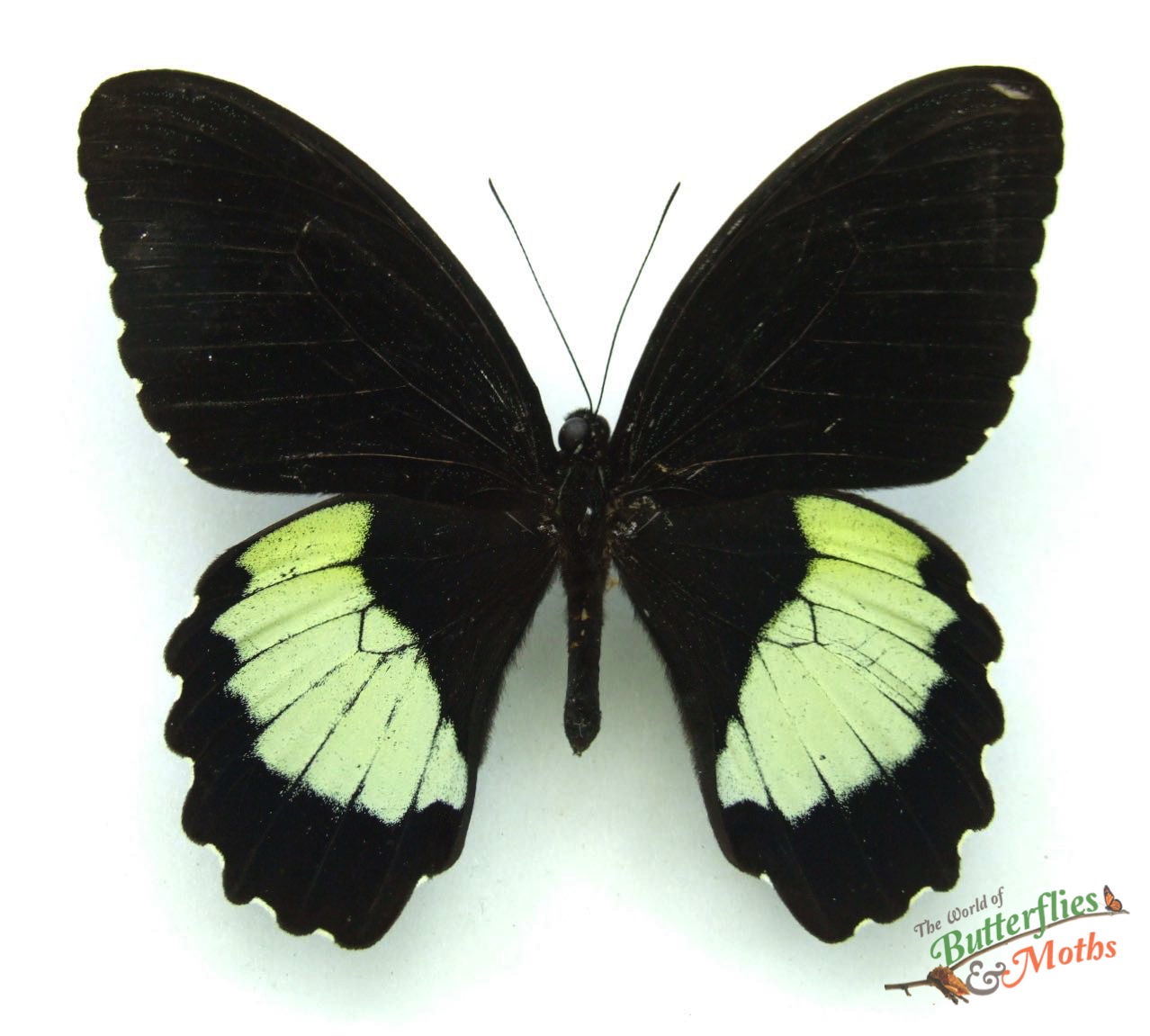 Papilio ambrax INDONESIA World of Butterflies and Moths