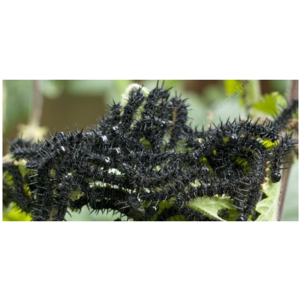 LIVE INSECT Peacock Butterfly Aglais io – Care Guide World of