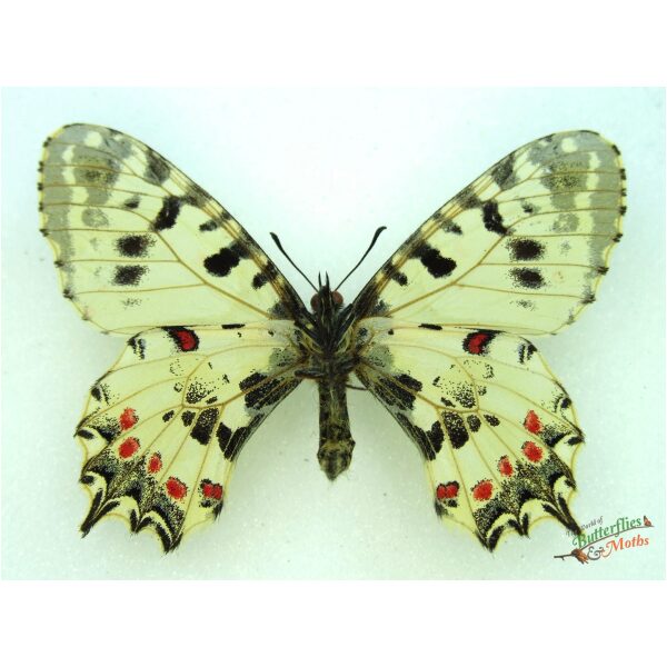 Allancastria (Zerynthia) cerisyi: Butterfly Identification - World