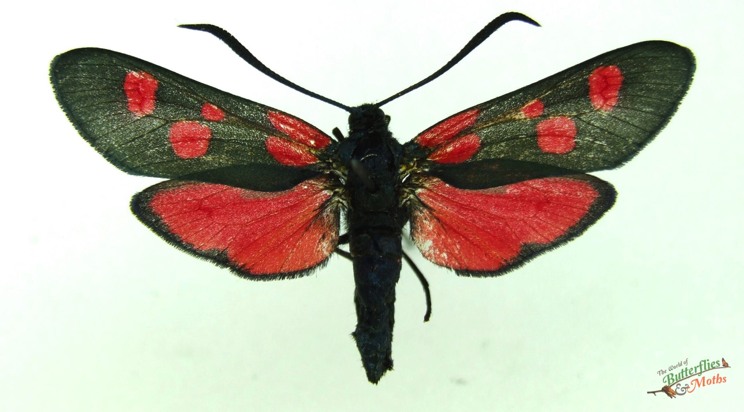 Zygaena lonicerae NARROW BORDERED FIVE-SPOT BURNET - World of Butterflies  and Moths