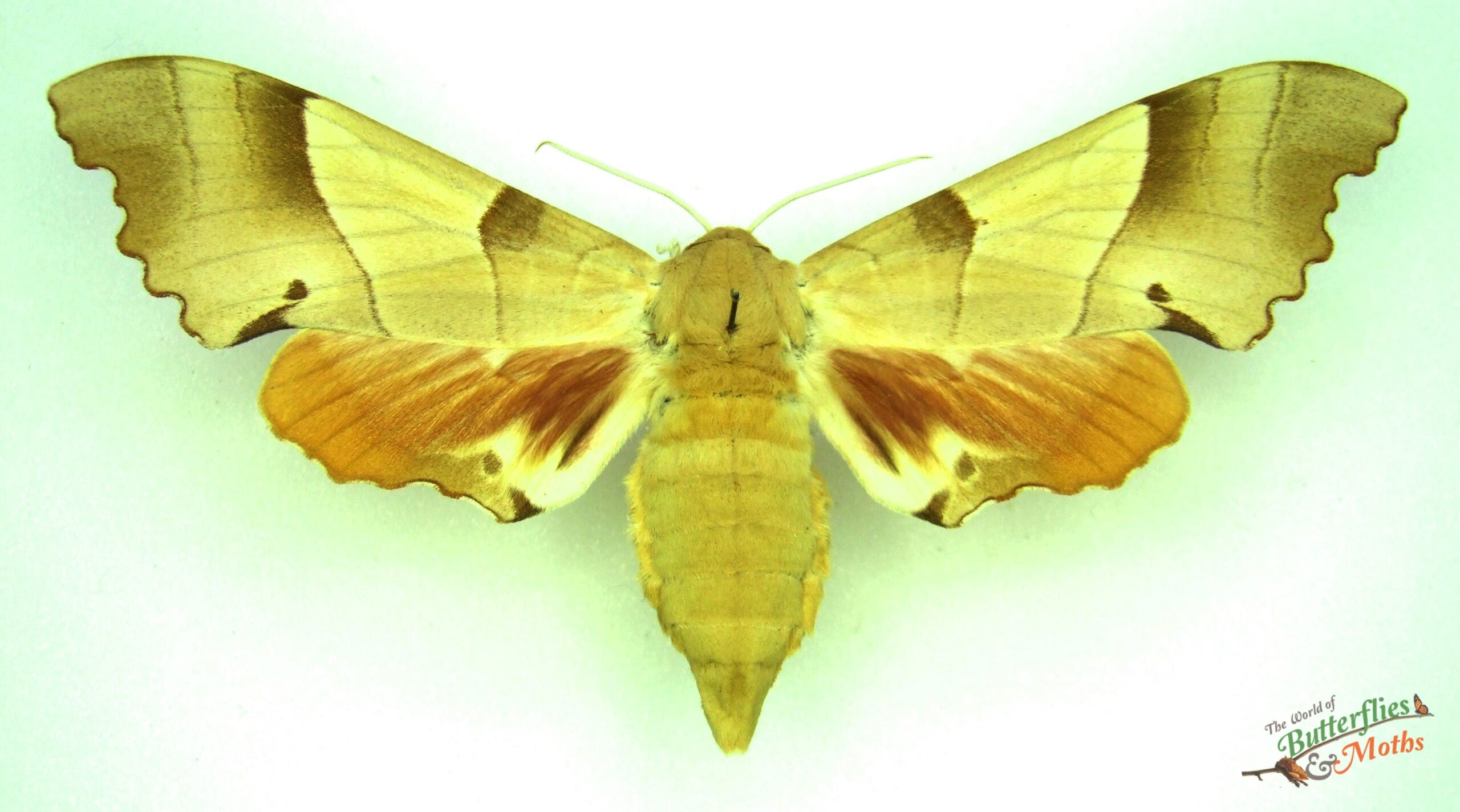 Maruka Insect Marumba quercus Oak Hawk-moth - World of Butterflies and Moths