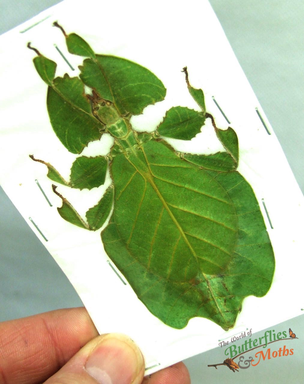 Java Leaf Insects Pulchriphyllium bioculatum Gray's Leaf Insect JAVA - World of ...