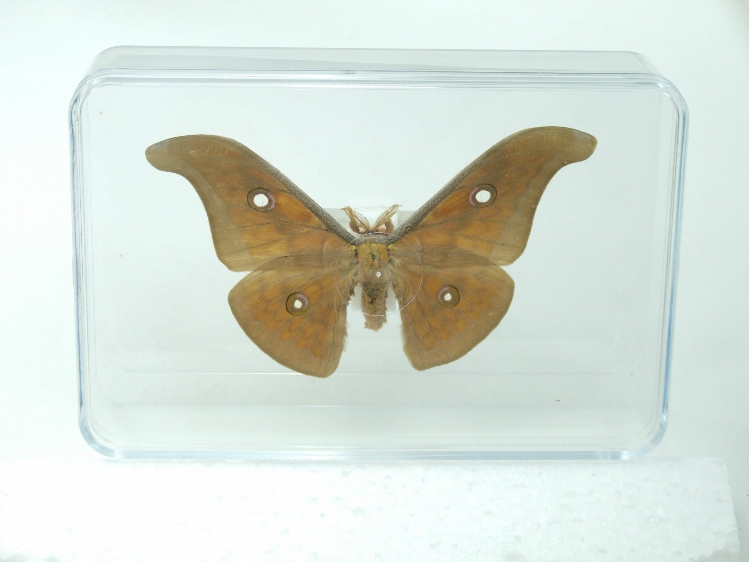 Silk-moth in clear display box - Antheraea larissoides - World of ...