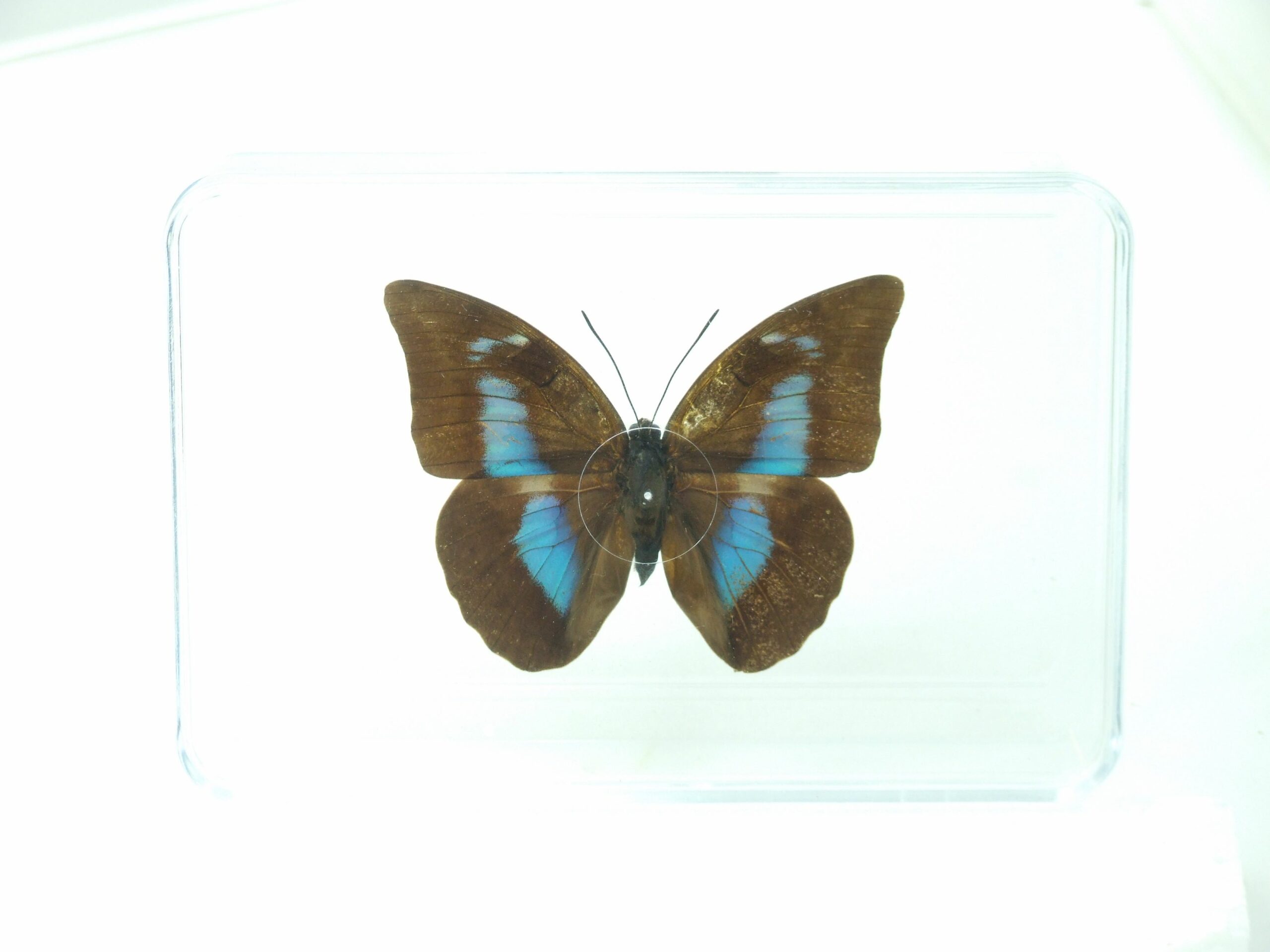 Blue Banded Leafwing Butterfly in clear display box A. demophon World of Butterflies and Moths