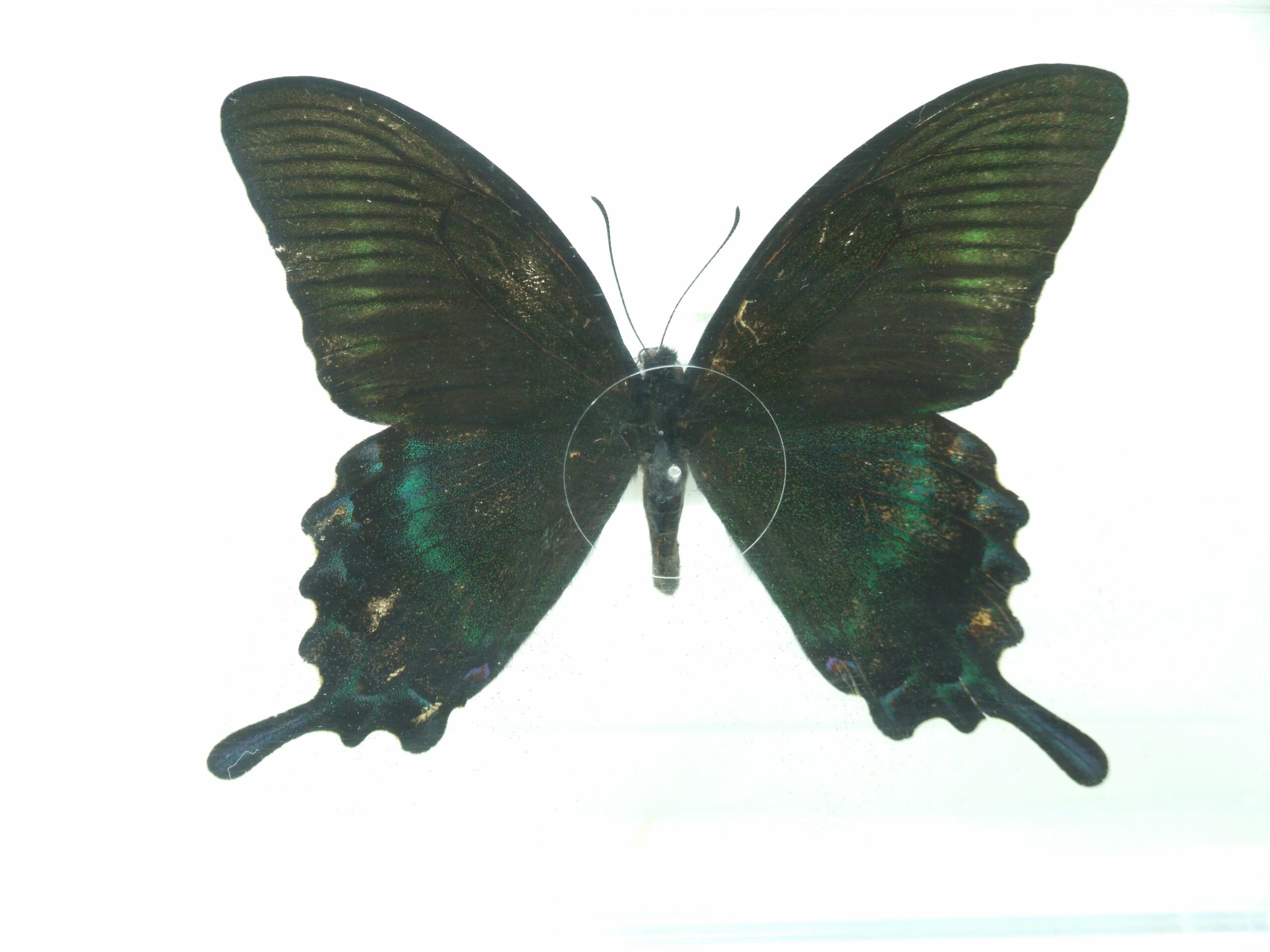 Alpine Green Swallowtail Butterfly in clear display box P.maackii (a) World of Butterflies