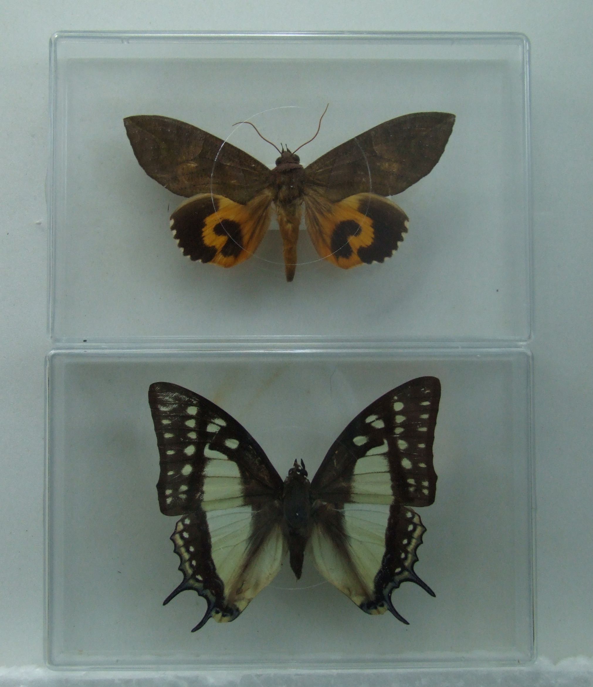 Double Pack Charaxes Butterfly & Fruit Moth in two clear display boxes World of Butterflies