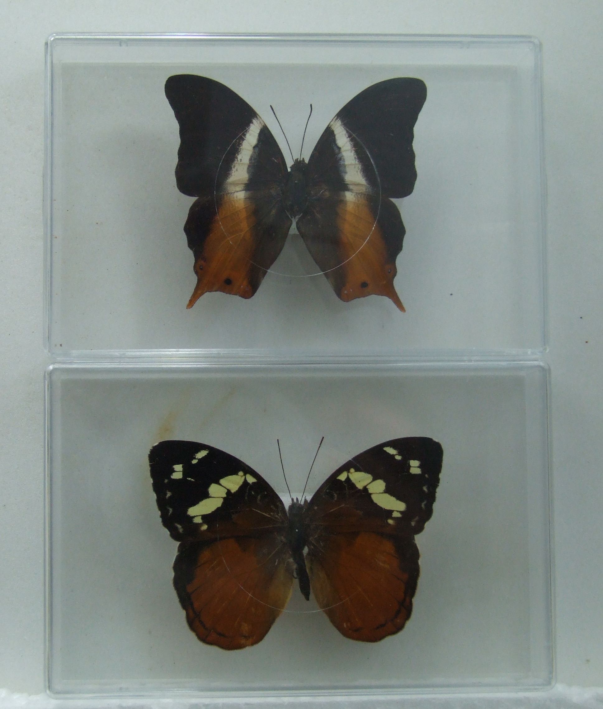 Double Pack African butterflies Palla & Aterica in two clear display boxes World of