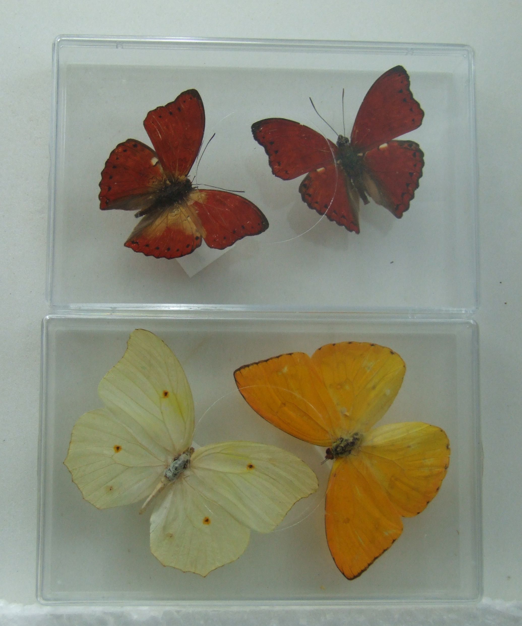 Double Pack Africa & Peru butterflies in two clear display boxes World of Butterflies and Moths
