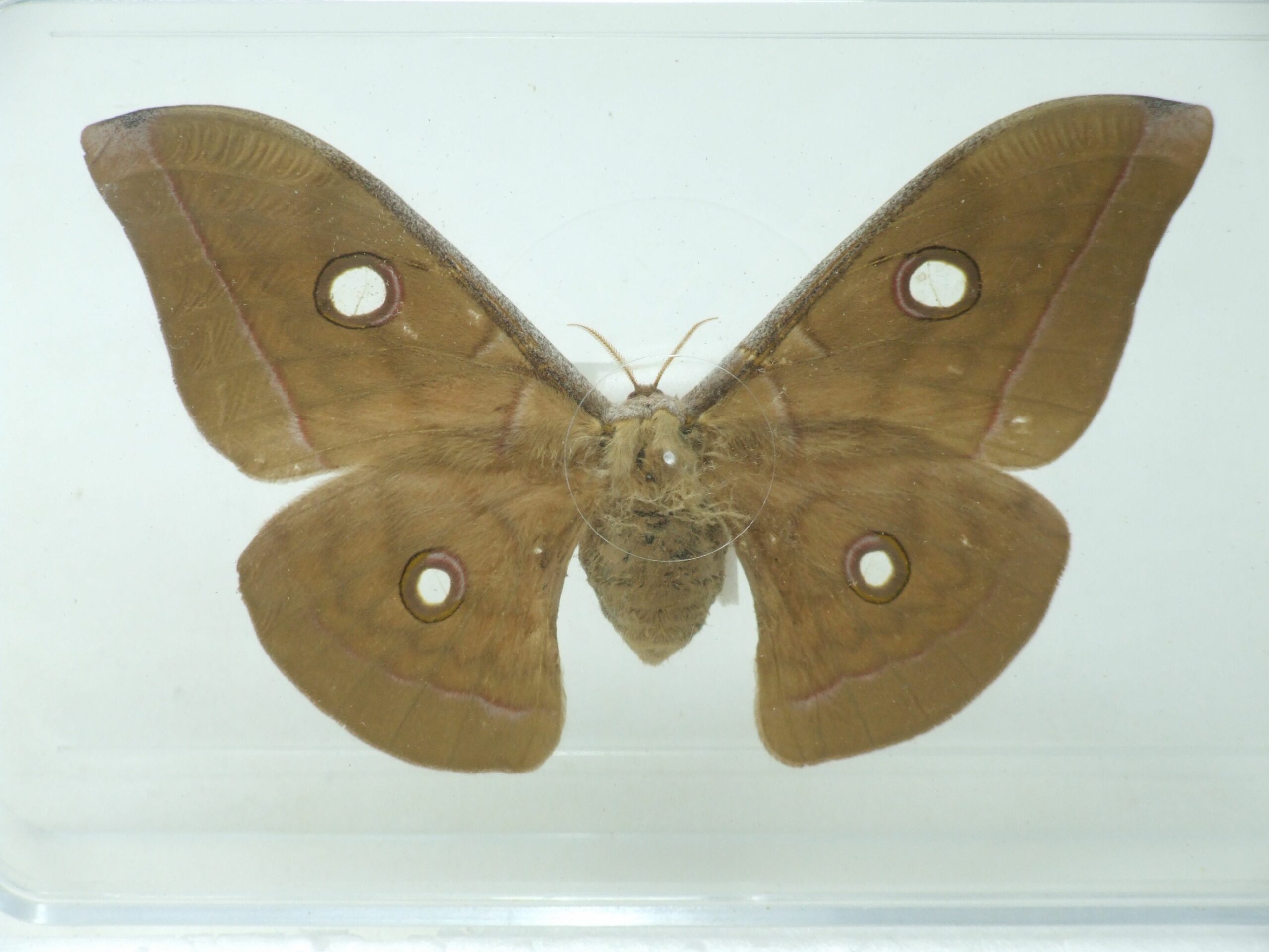 Silk-moth In Clear Display Box - Antheraea Pernyi FM - World Of ...