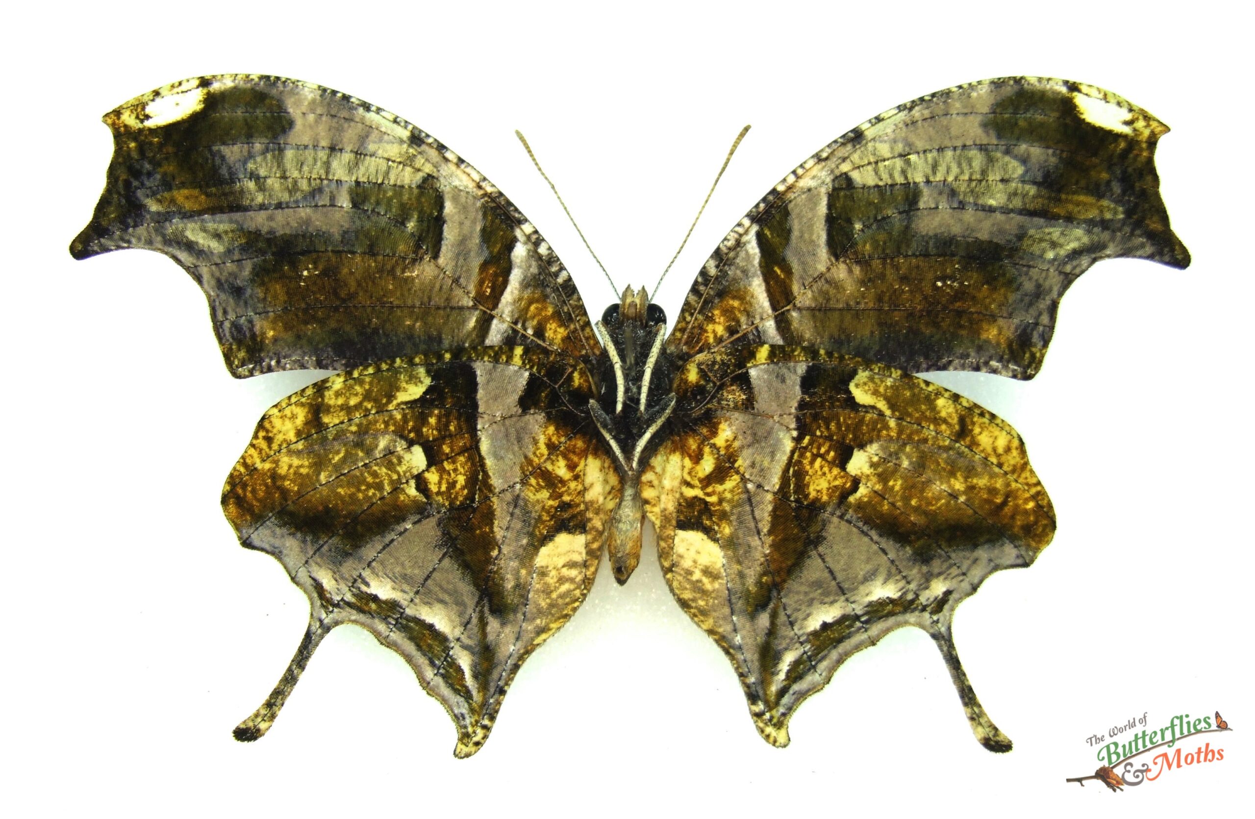 consul_fabius_crammer_1776_us_