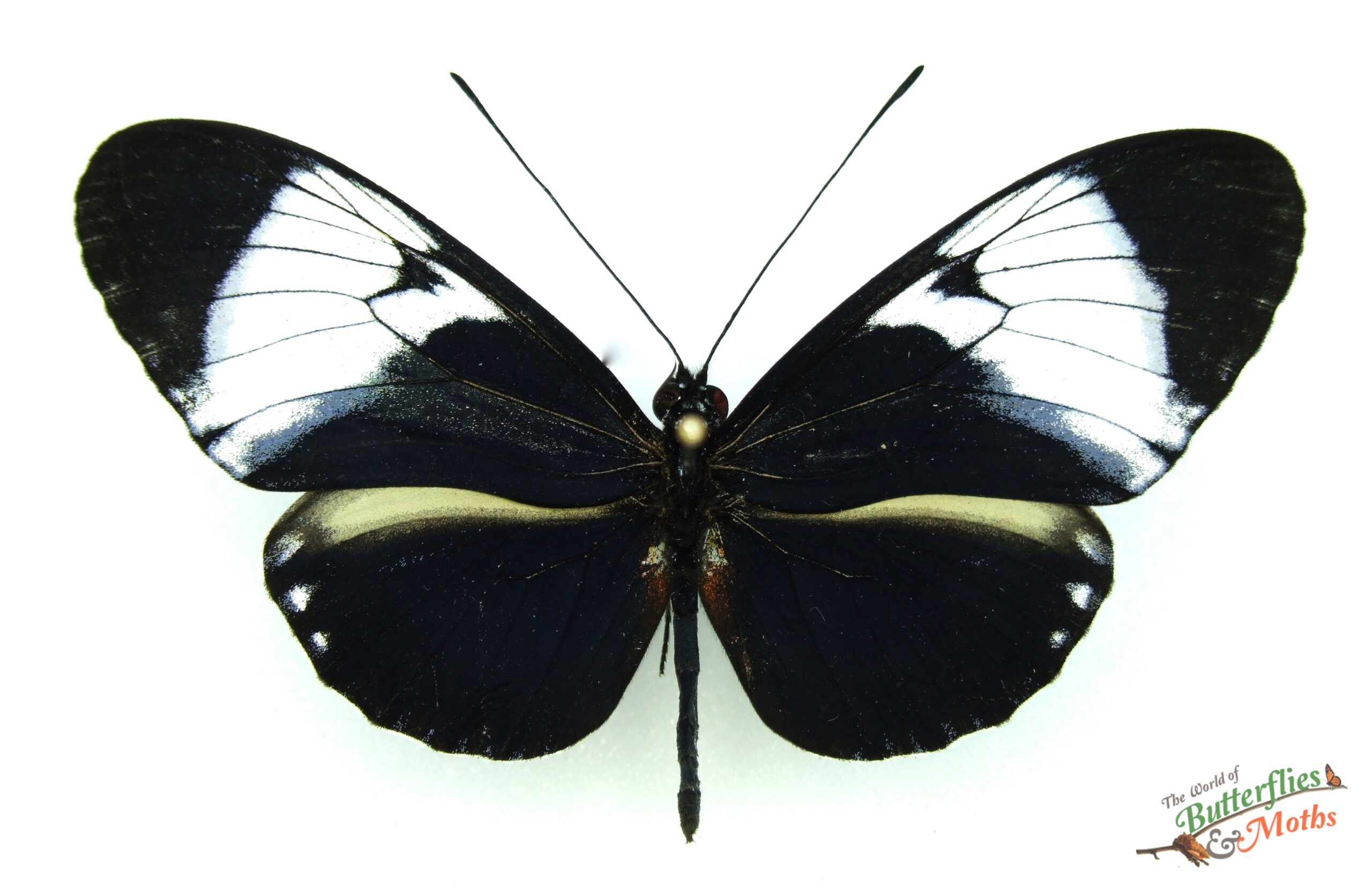 Heliconius cydno chioneus COSTA RICA - World of Butterflies and Moths