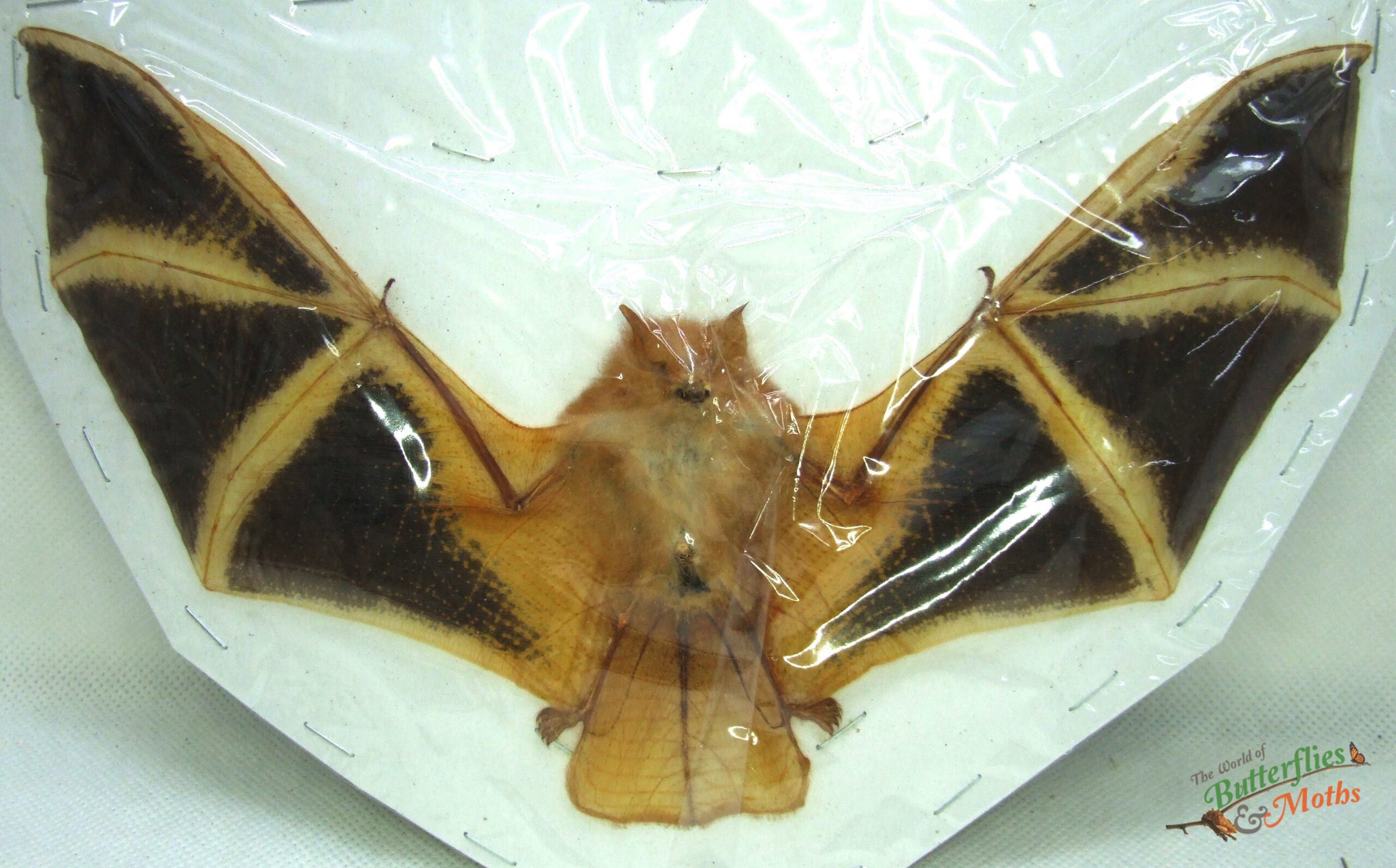 Painted Bat Taxidermy (Kerivoula picta)