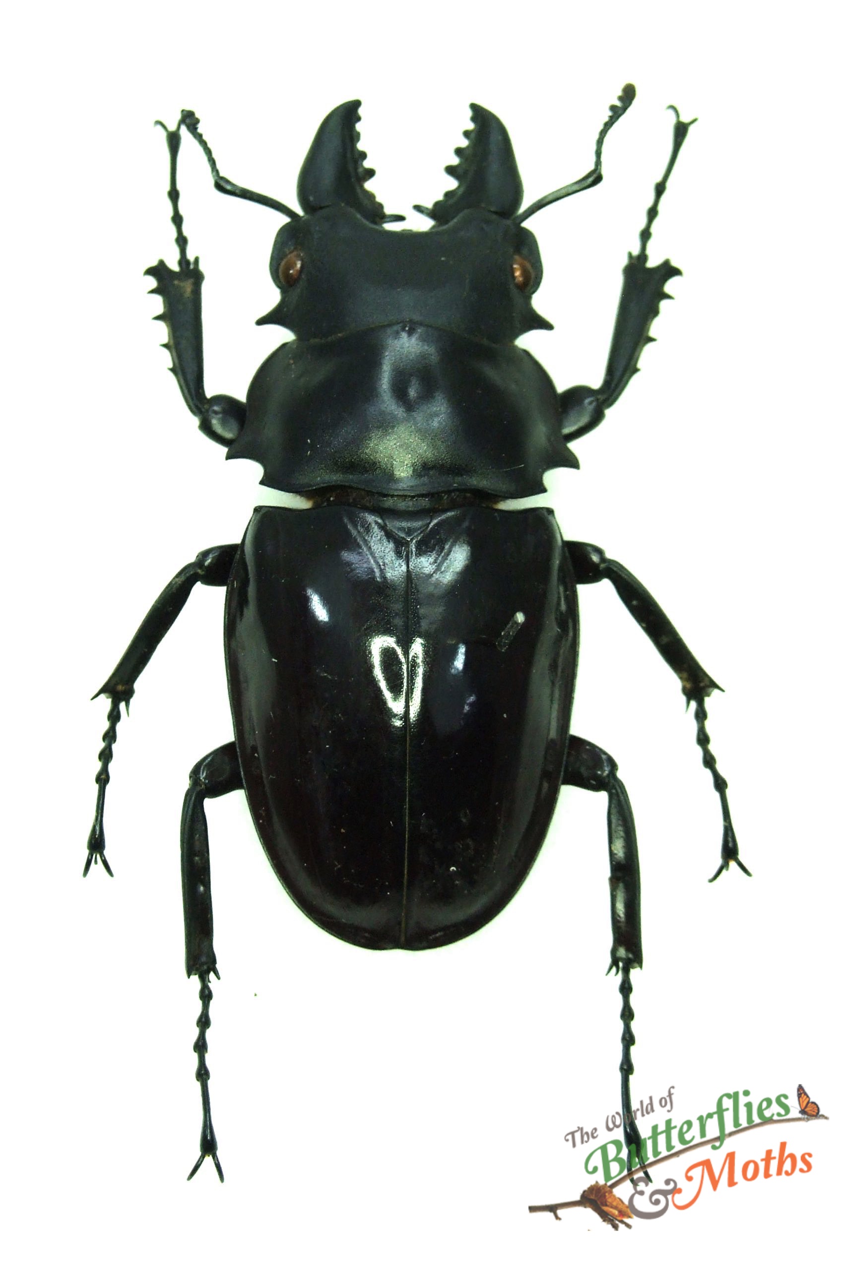 Odontolabis siva Thailand - World of Butterflies and Moths