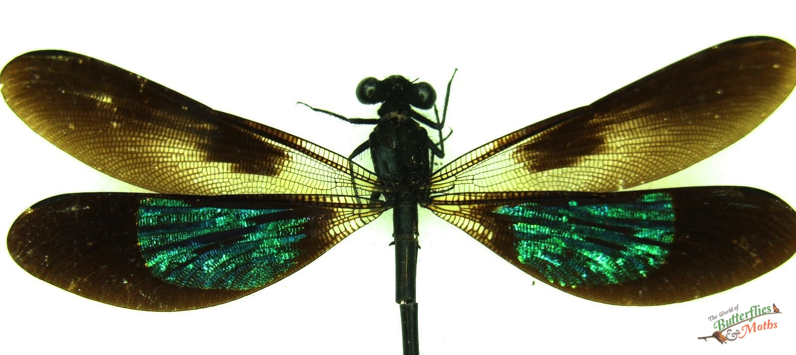 Euphaea variegata Damselfly Thailand - World of Butterflies and Moths