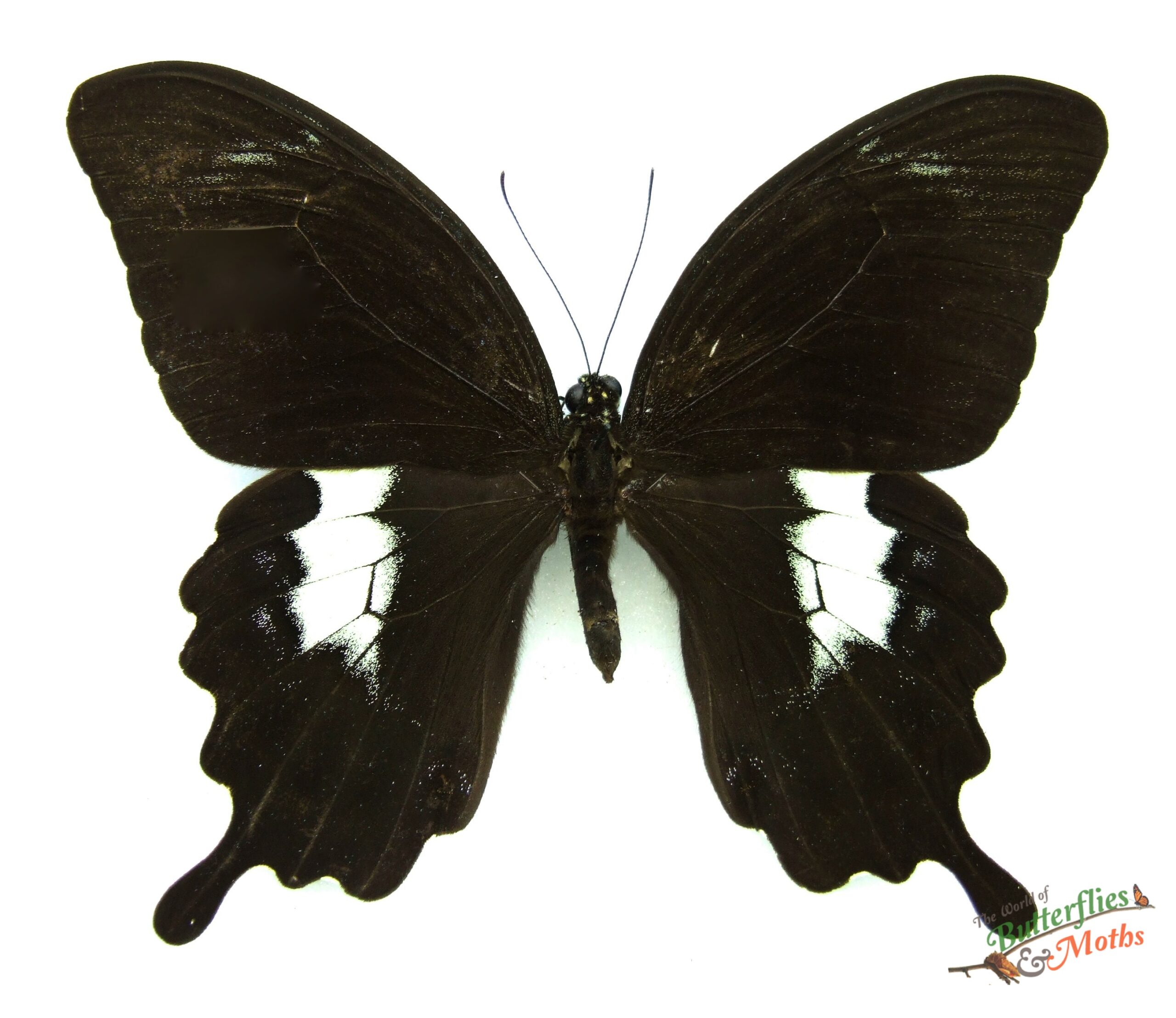 Papilio fuscus INDONESIA Ambon World of Butterflies and Moths