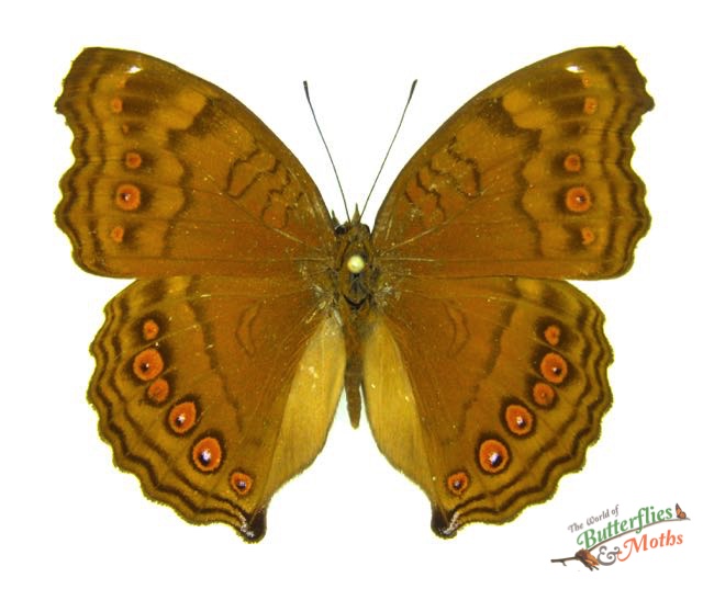 Junonia hedonia Ambon SERAM World of Butterflies and Moths