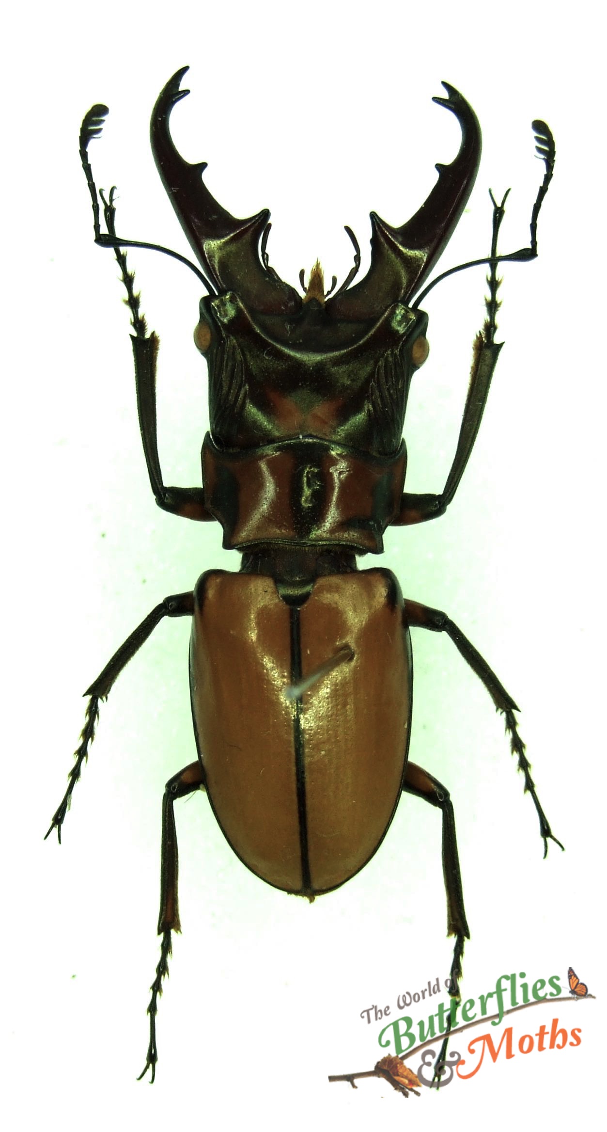 Cyclommatus albersii BURMA / MYANMAR World of Butterflies and Moths